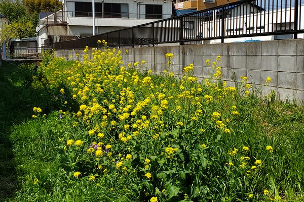 ヤマモモ公園
